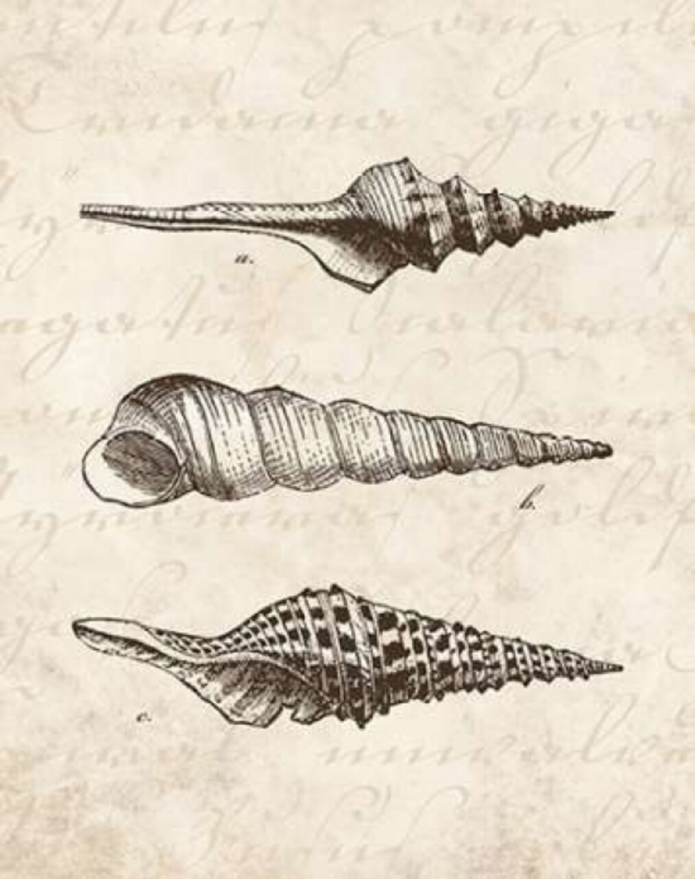 Elegant Shells II - mini Poster Print by N Harbick - Item # VARPDXHRB101